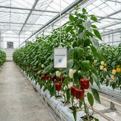 Capsicum